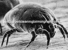 picture of a dust mite that can be eradicated through proper cleaning